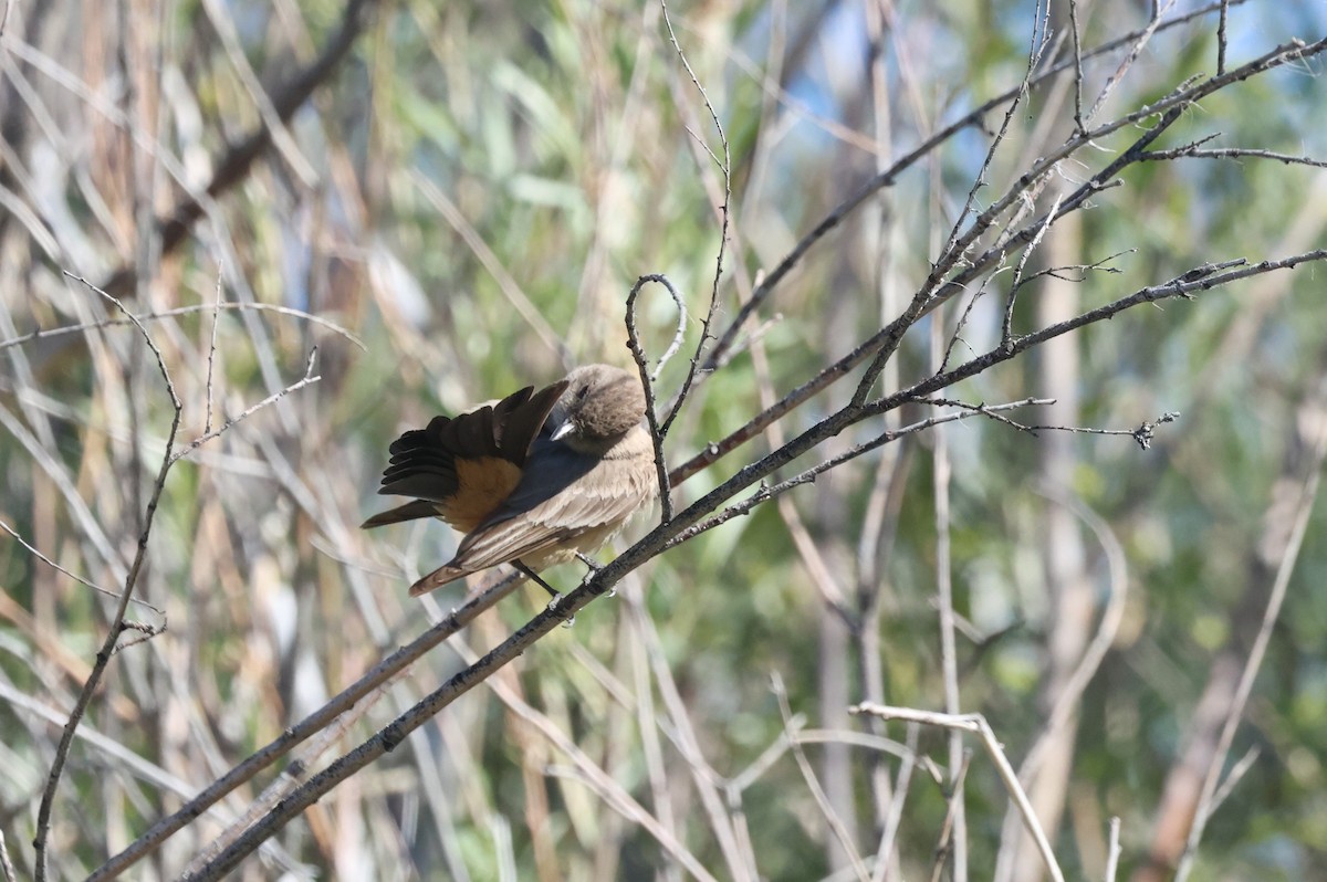 Say's Phoebe - ML659327546