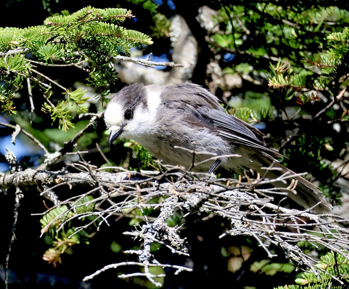 Canada Jay - ML659327555