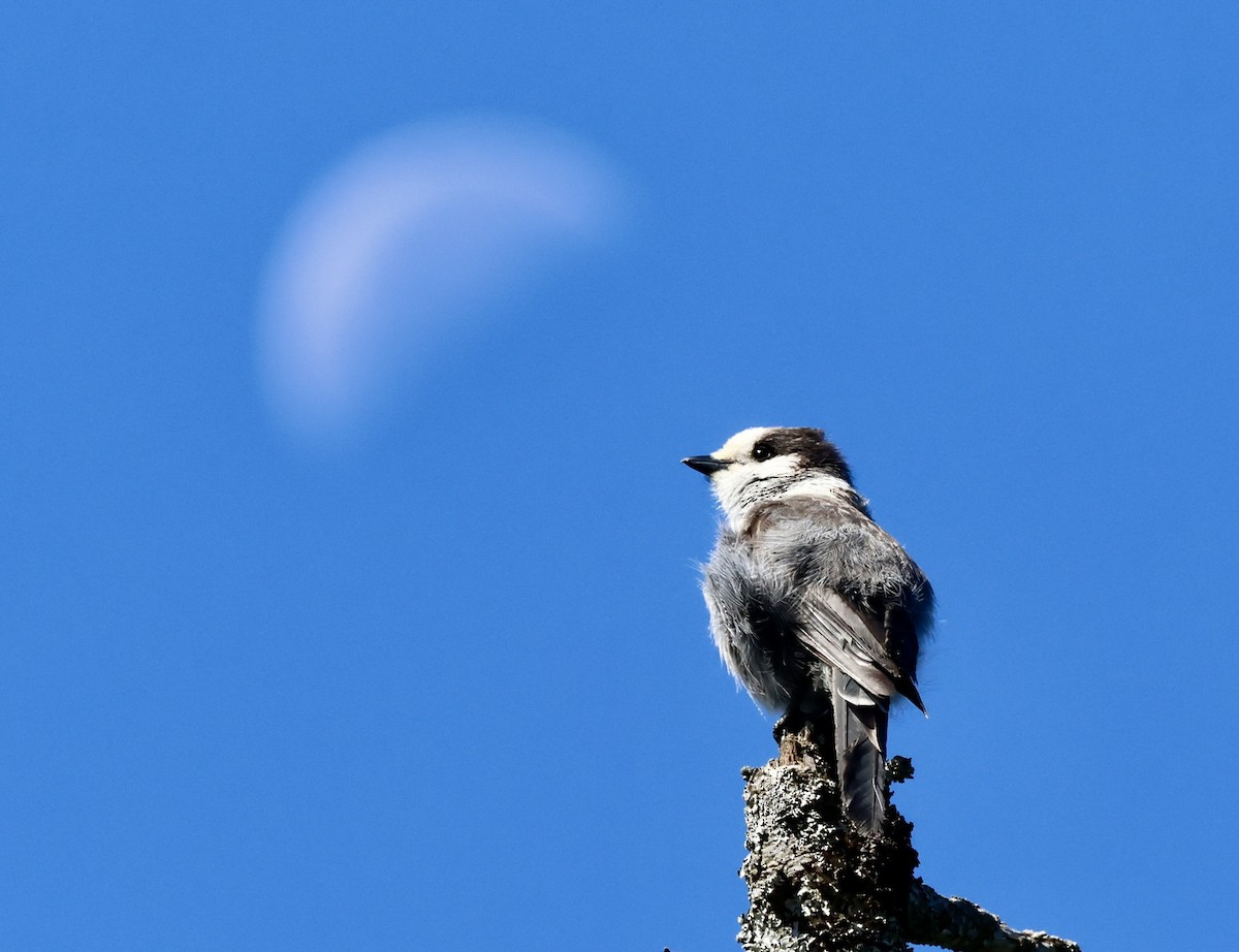Canada Jay - ML659327560