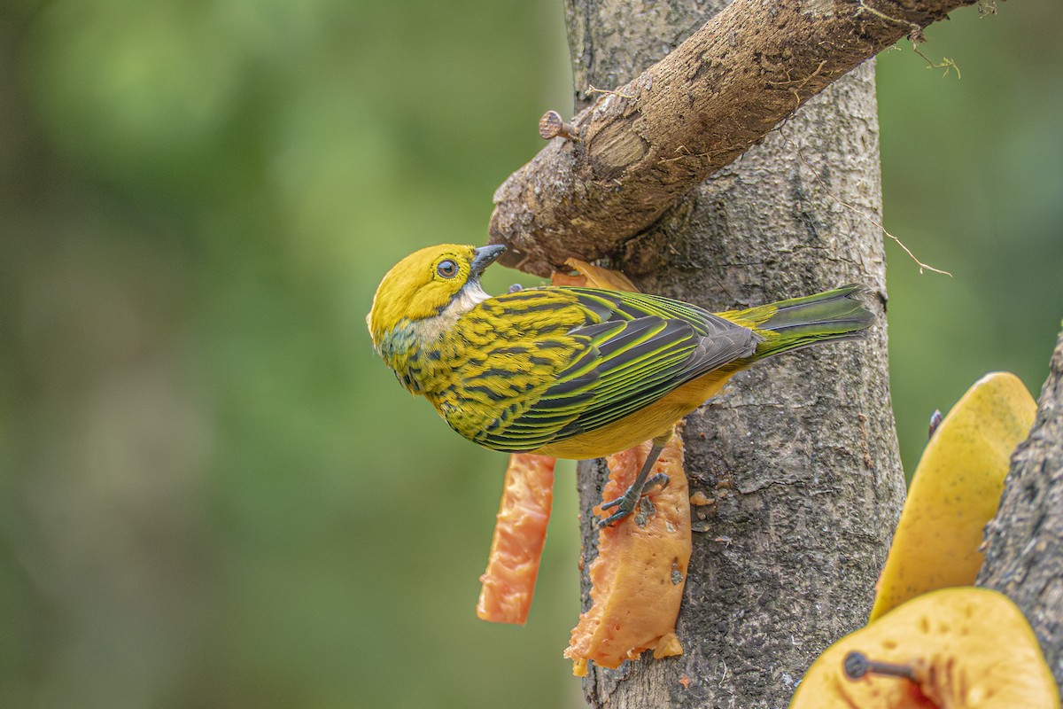 Silver-throated Tanager - ML659327573