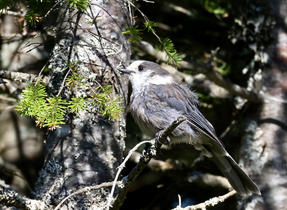 Canada Jay - ML659327629