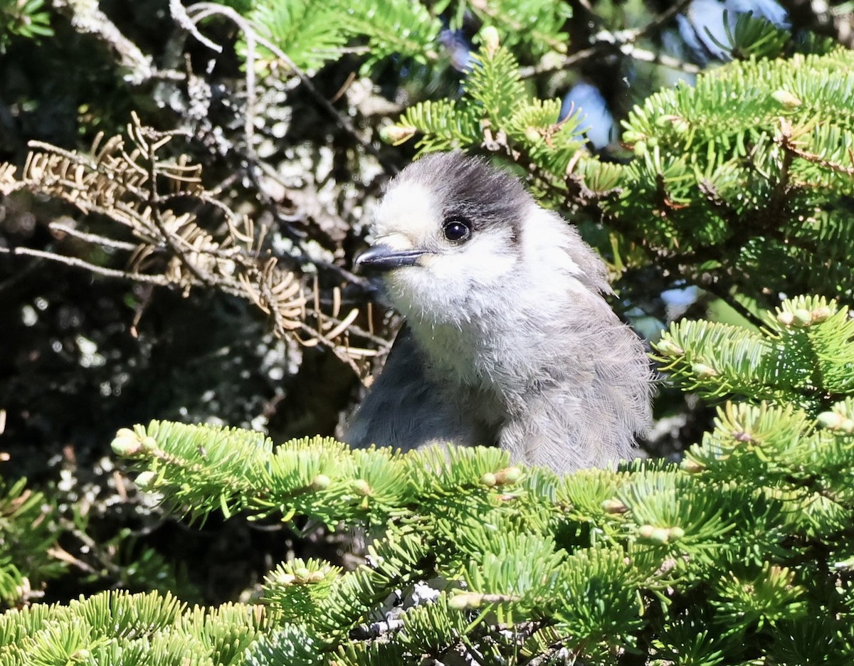Canada Jay - ML659327630