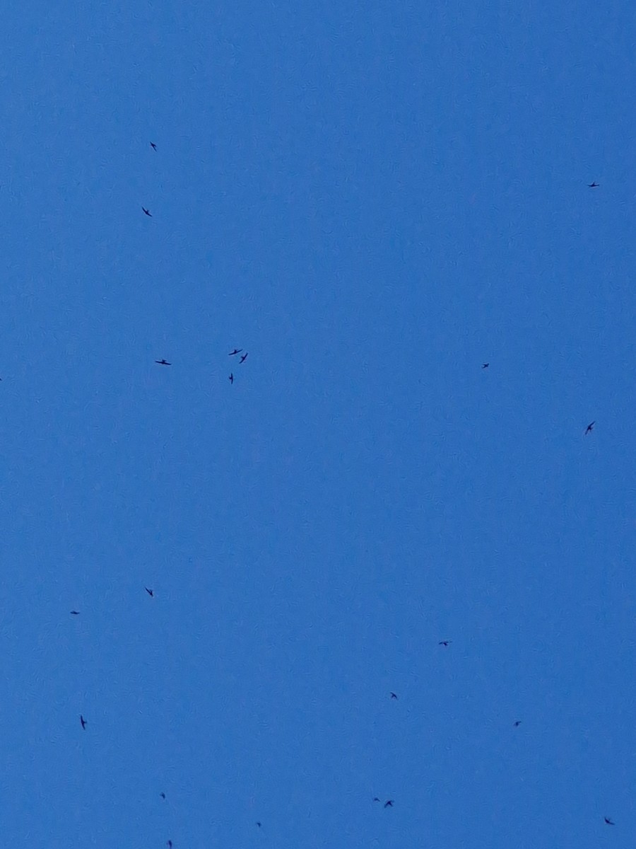 Common Swift - ML659327863