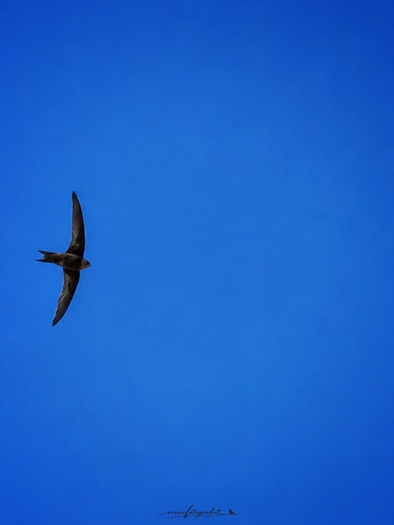 Common Swift - ML659327864