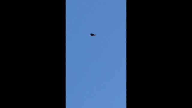 Weißkopf-Seeadler - ML659327966