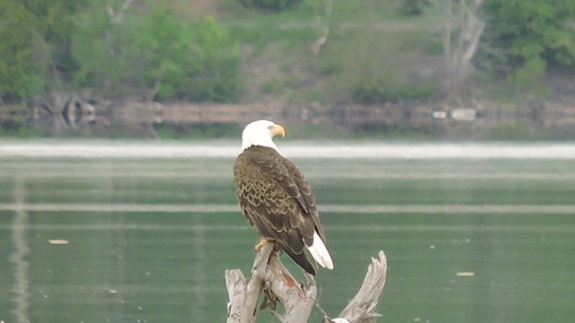 Weißkopf-Seeadler - ML659328145