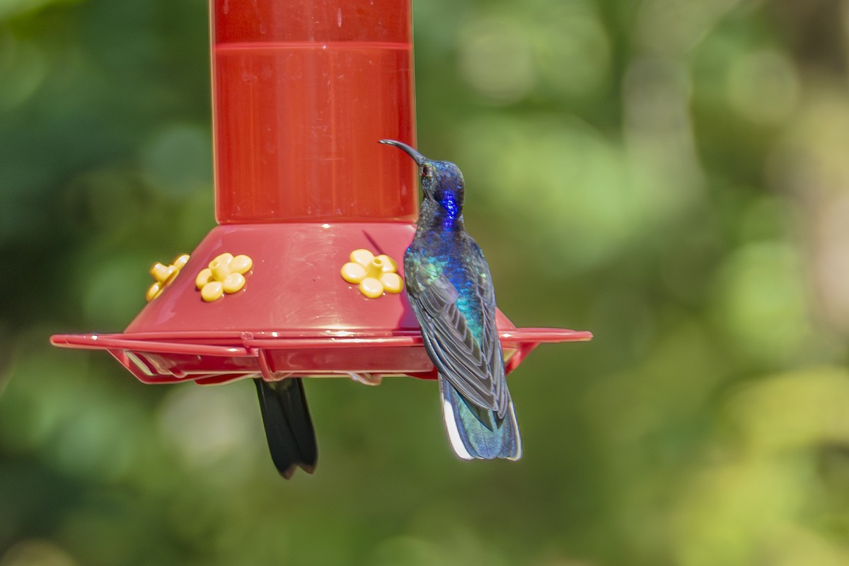 Violet Sabrewing - ML659328304