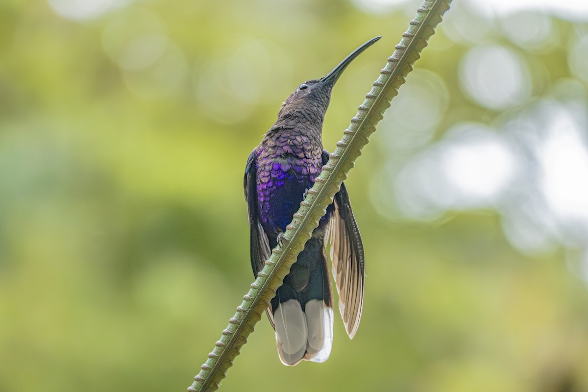 Violet Sabrewing - ML659328331