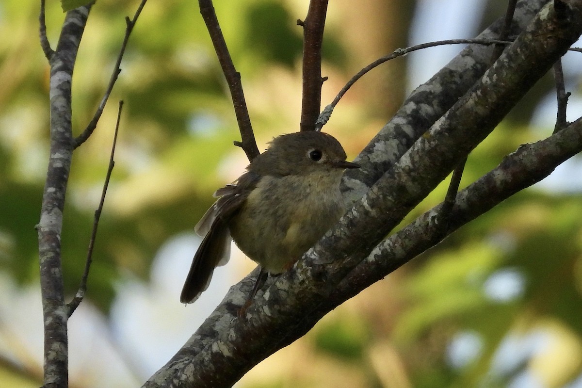 Ruby-crowned Kinglet - ML659328332