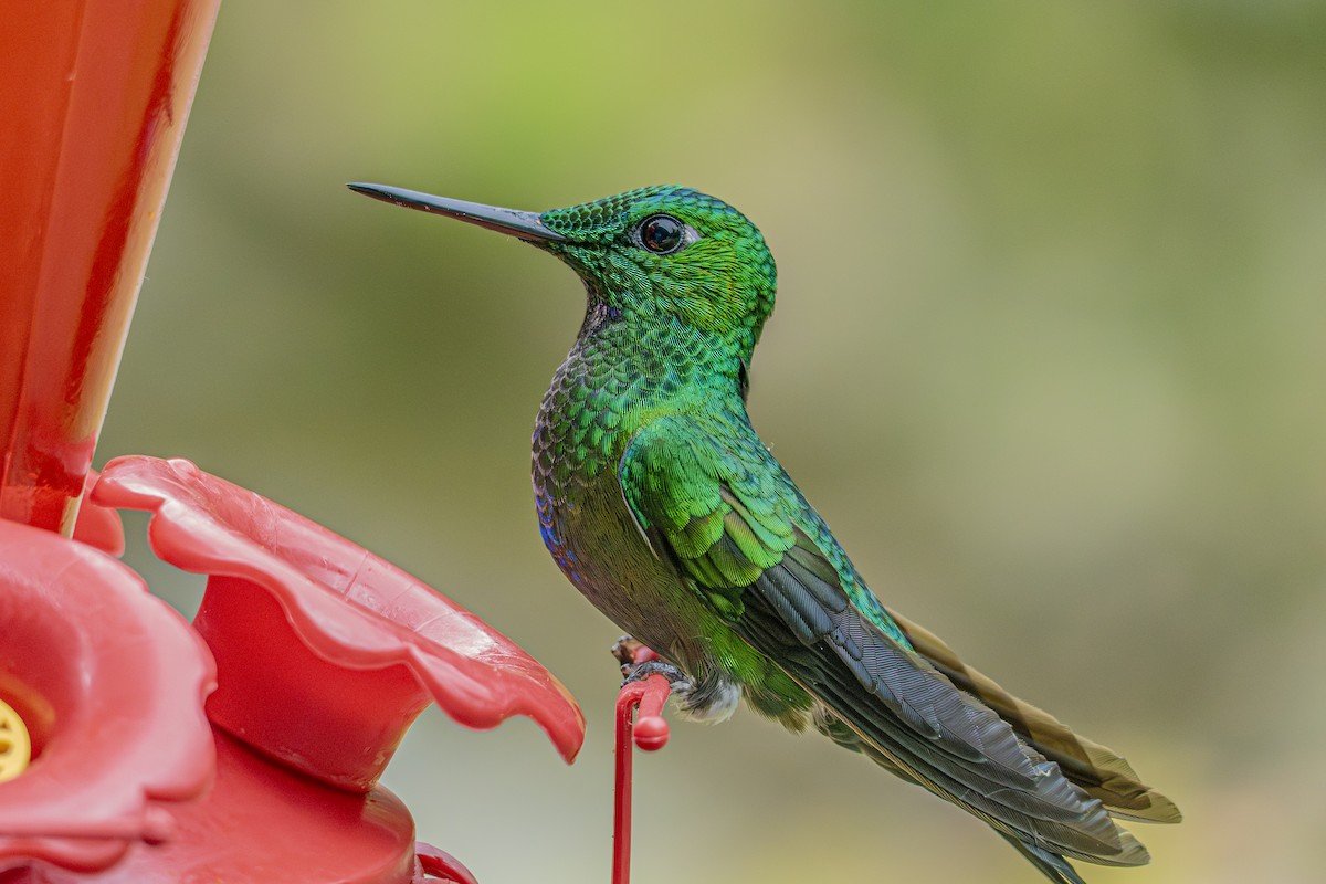 Green-crowned Brilliant - ML659328415