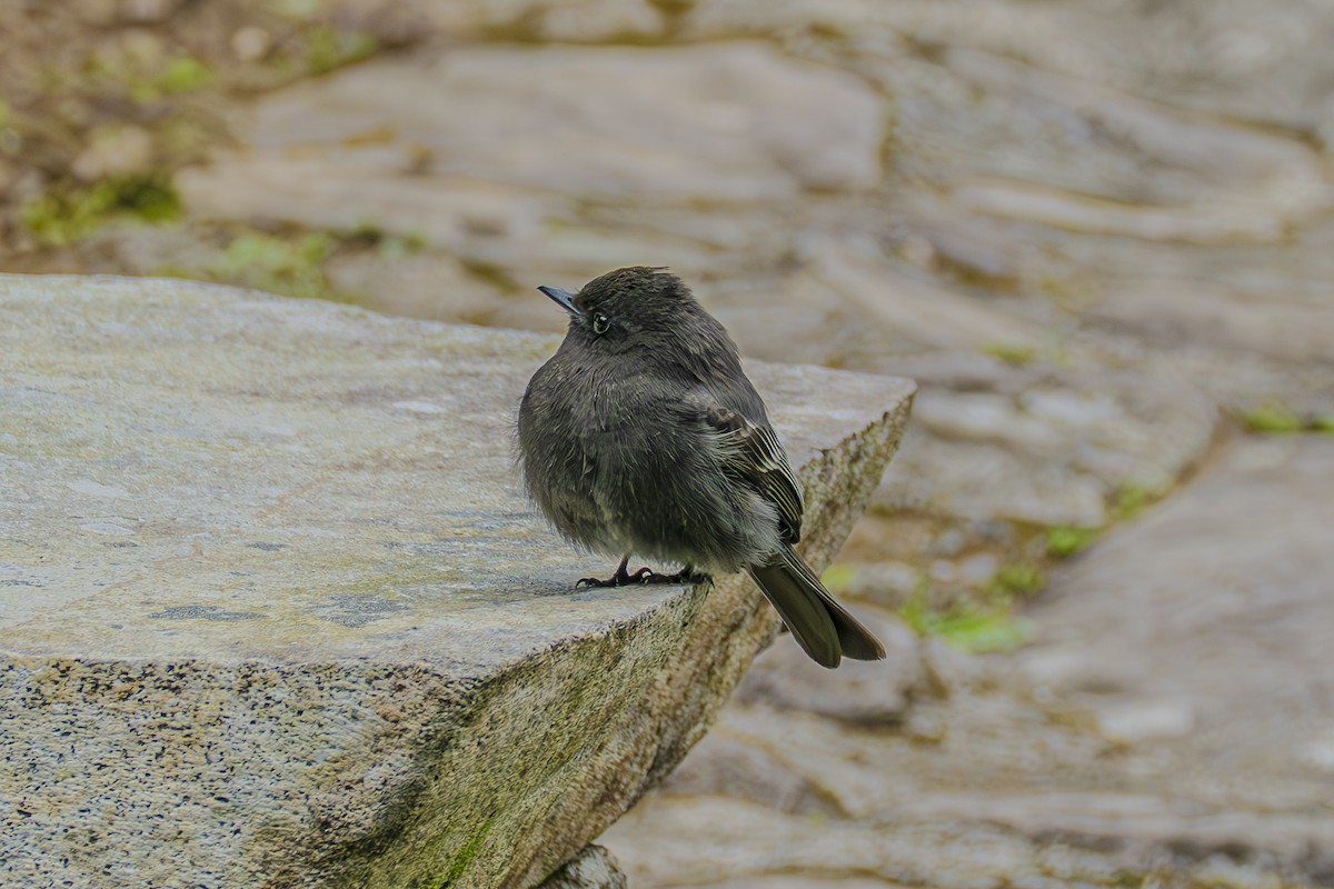 Black Phoebe - ML659328447