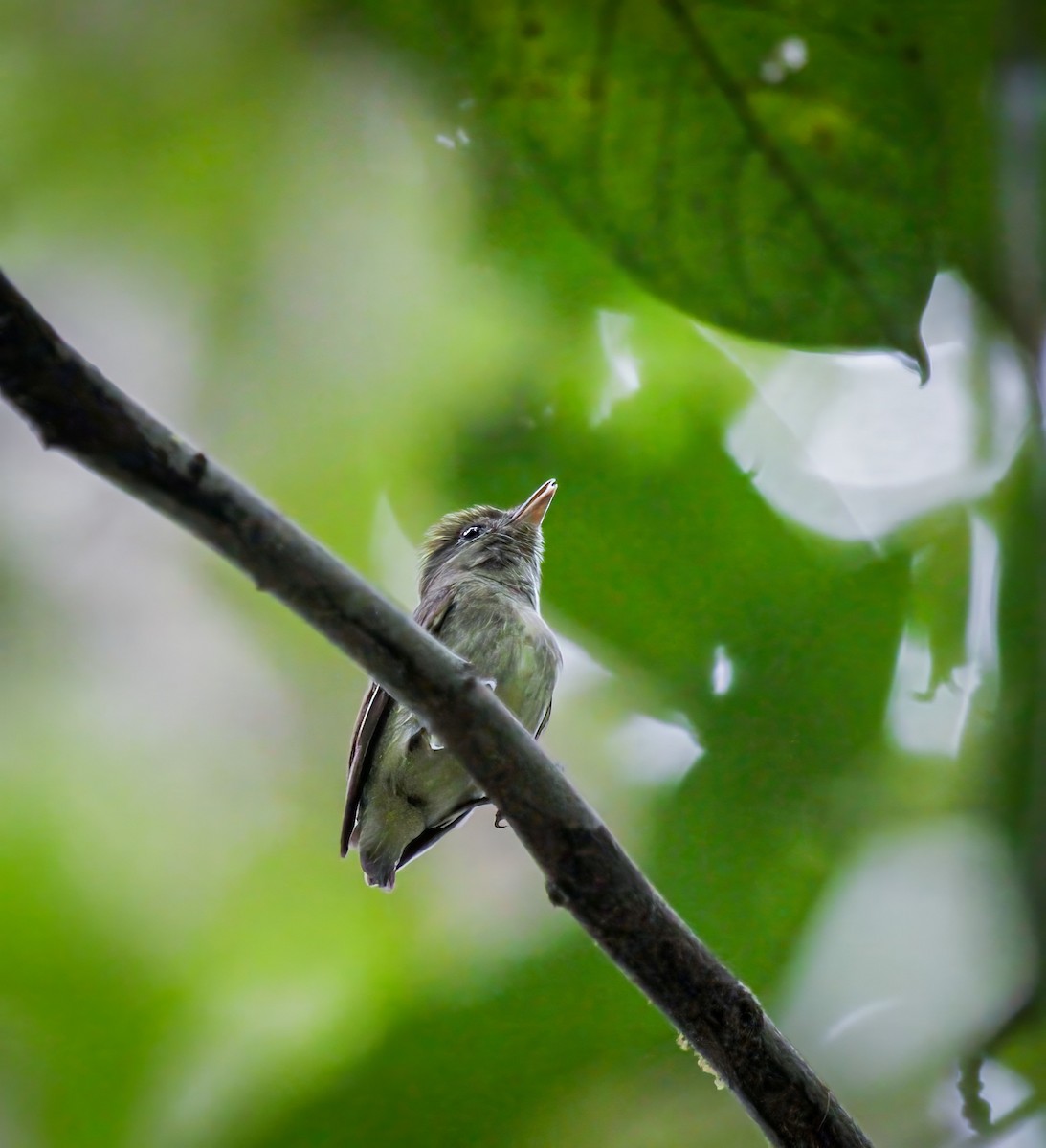 Manakin minuscule - ML659328685