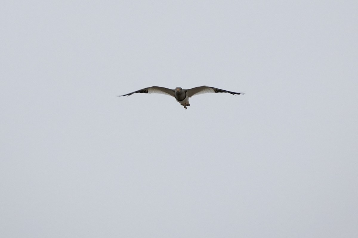 Gray-headed Lapwing - ML659328696