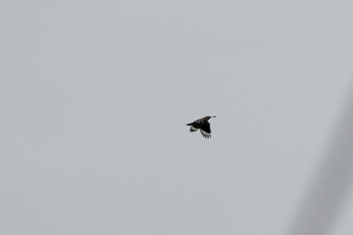 Common Hoopoe - ML659328701
