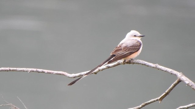 Scherenschwanz-Königstyrann - ML659328863
