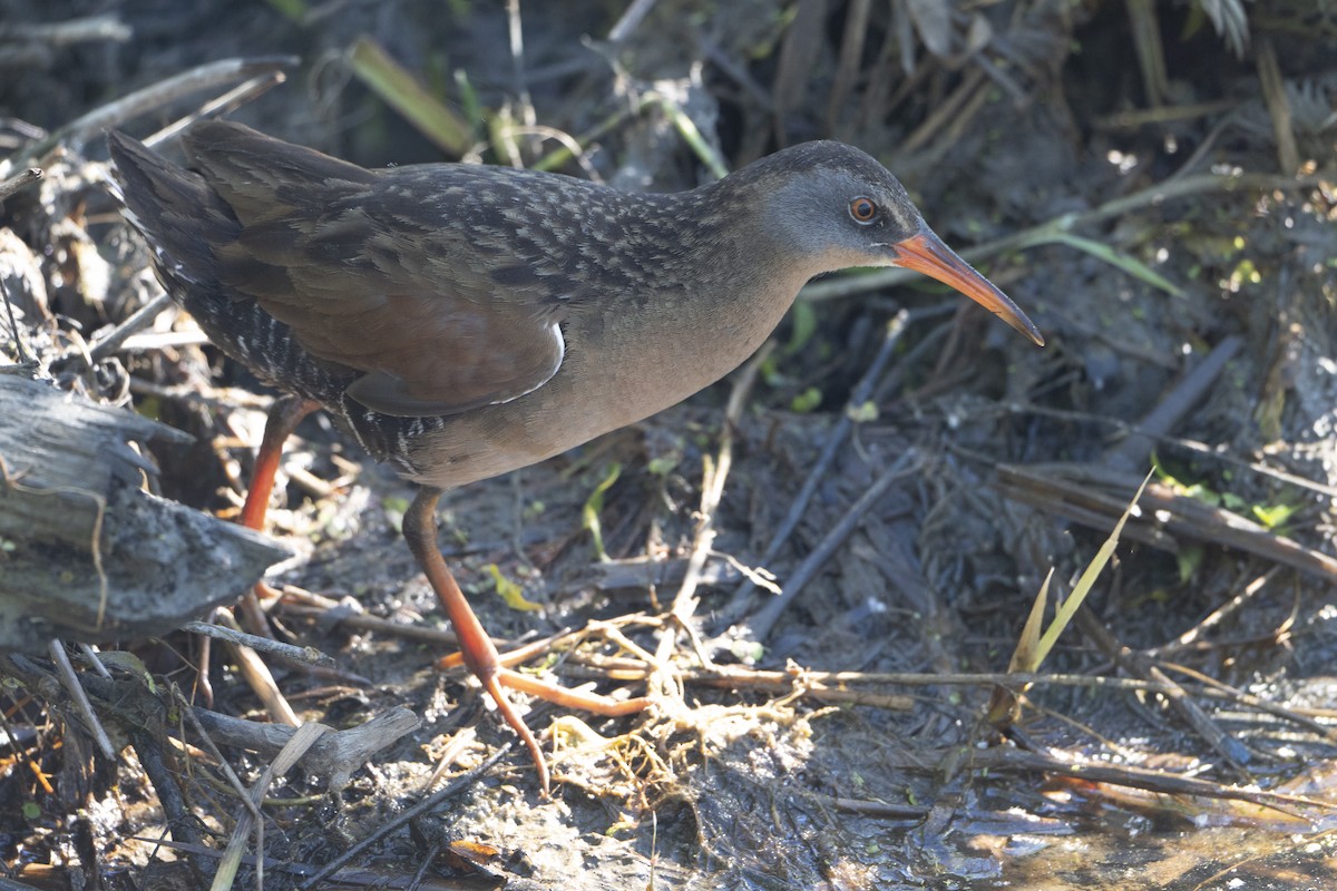 Virginia Rail - ML659329130