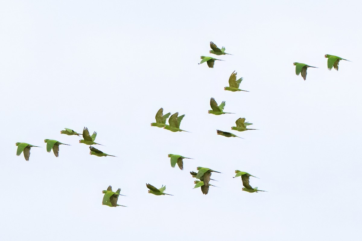 Mitred Parakeet - ML659329542