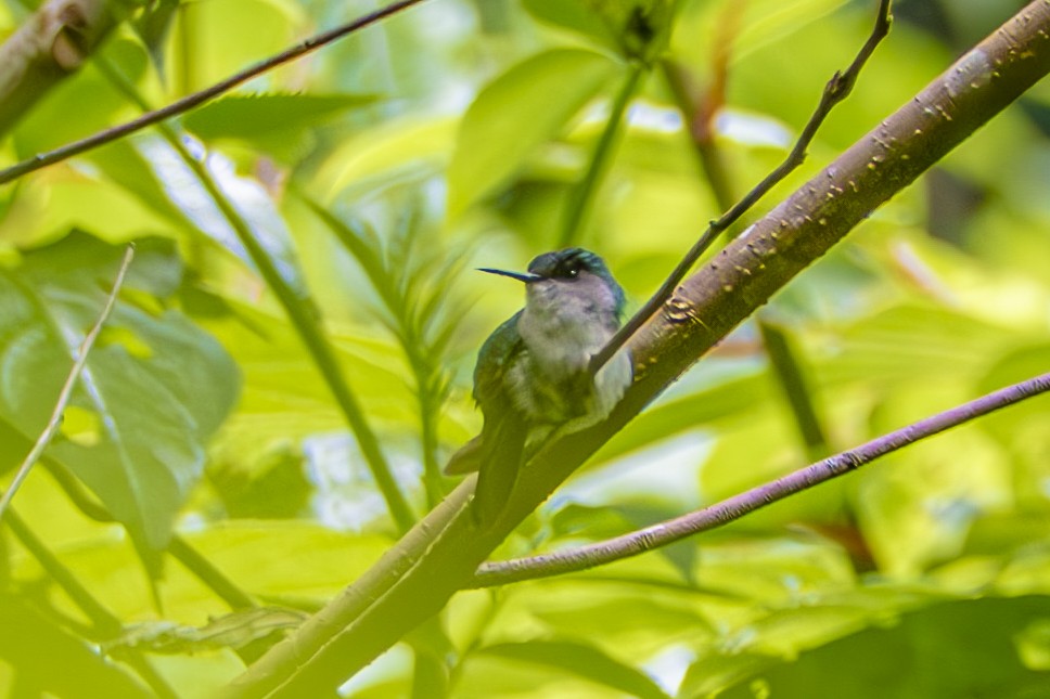 Crowned Woodnymph - ML659329701