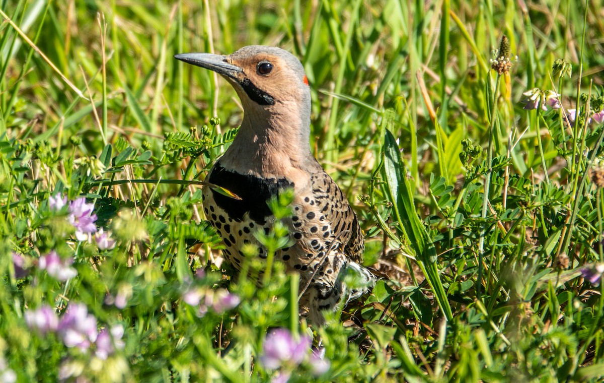 Northern Flicker (Yellow-shafted) - ML659329807