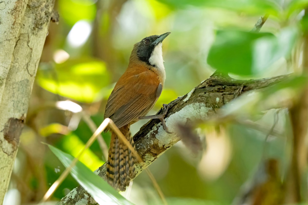 Coraya Wren - ML659330108