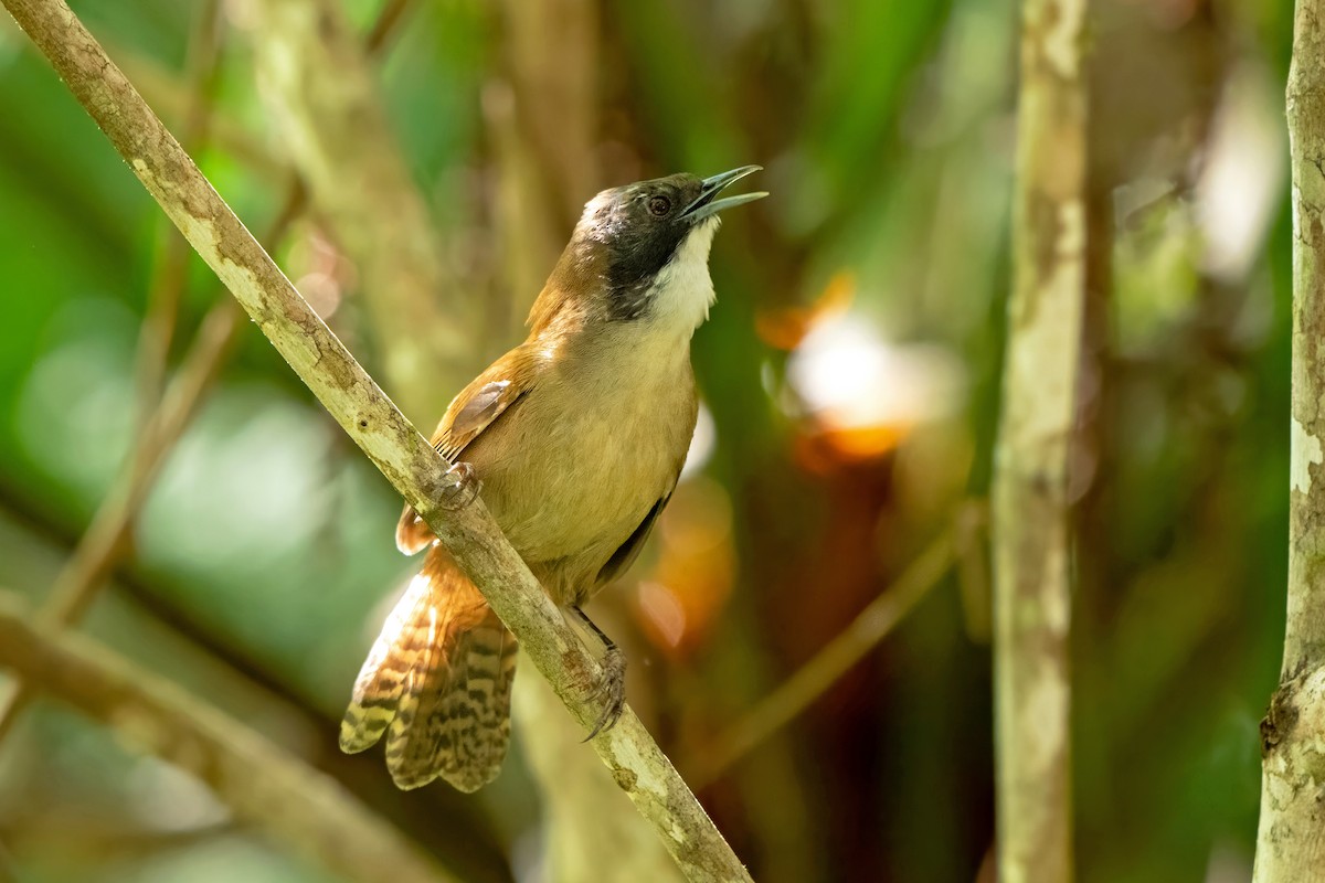 Coraya Wren - ML659330114