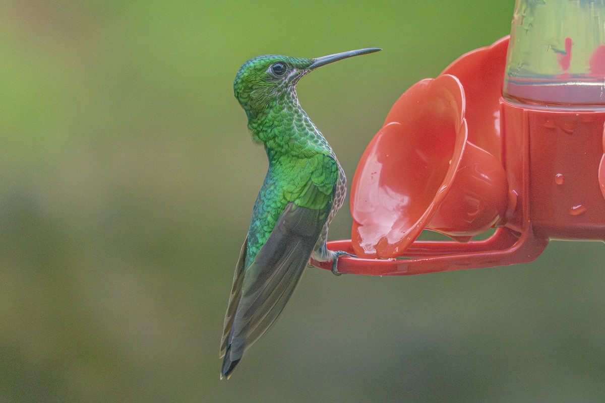 Green-crowned Brilliant - ML659330139