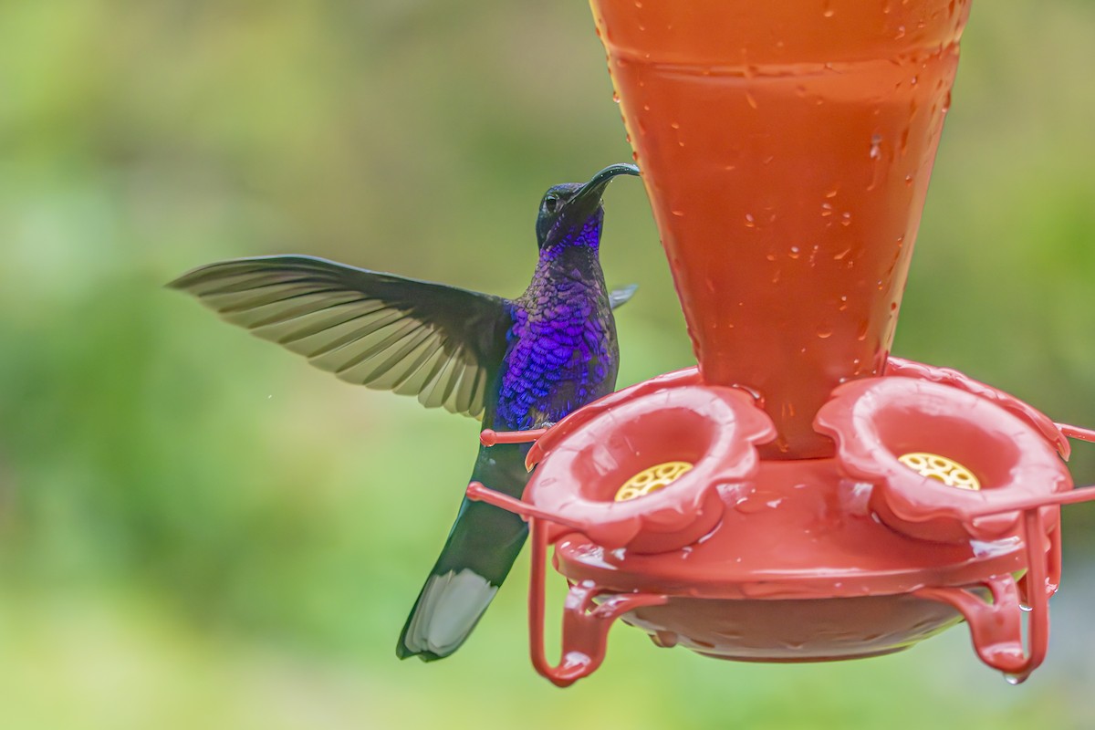 Violet Sabrewing - ML659330169