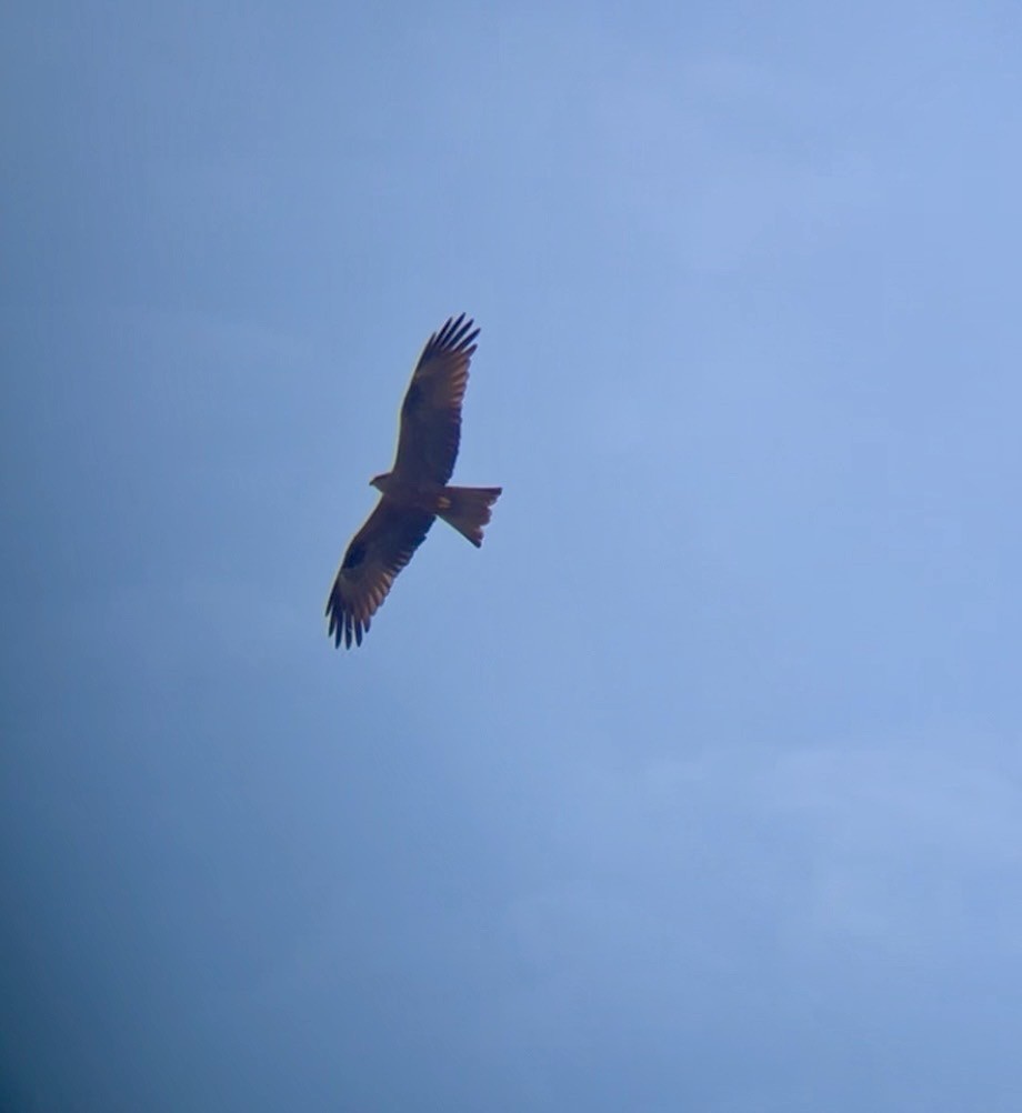 Black Kite - ML659330395