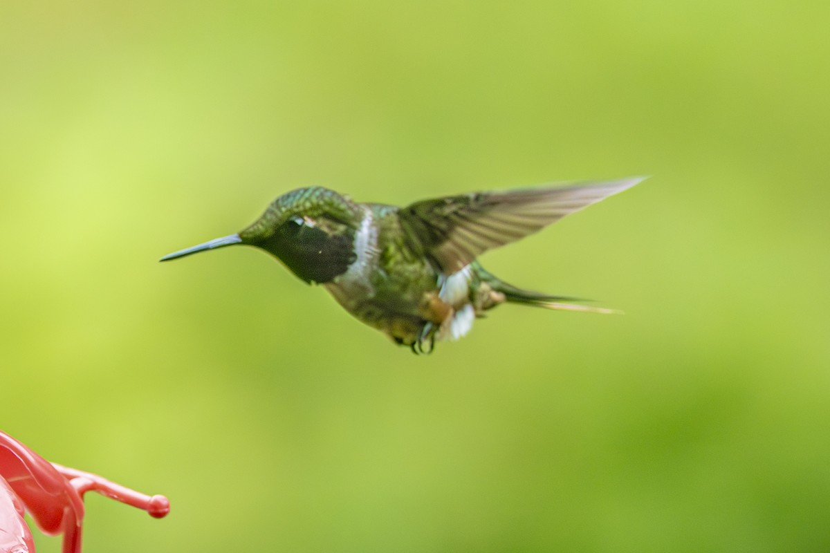 Magenta-throated Woodstar - ML659330462