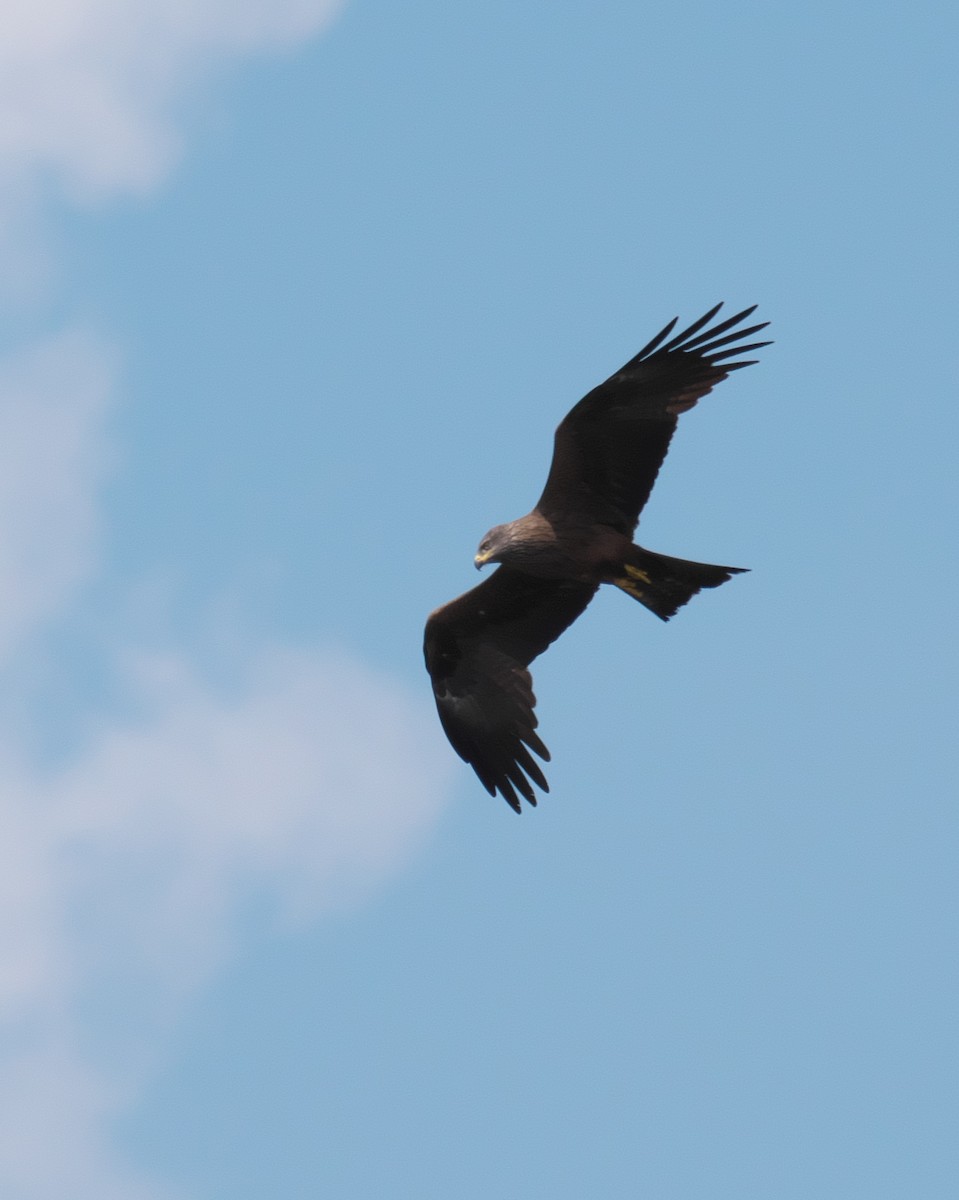 Black Kite - ML659330608