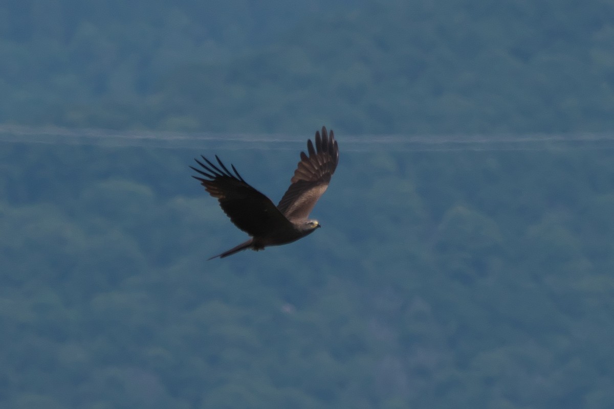 Black Kite - ML659330621