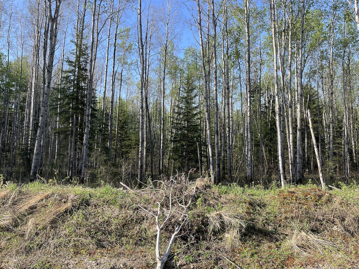 null - ML659330638