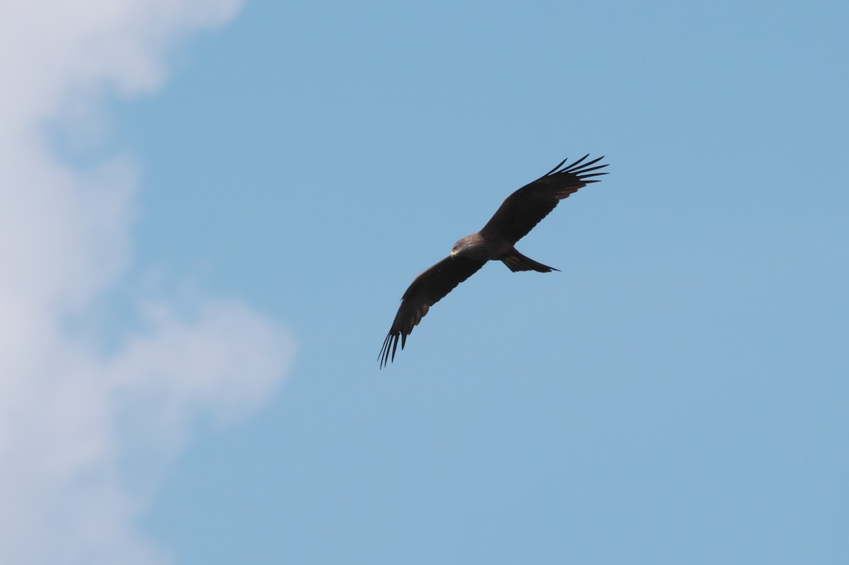Black Kite - ML659330639