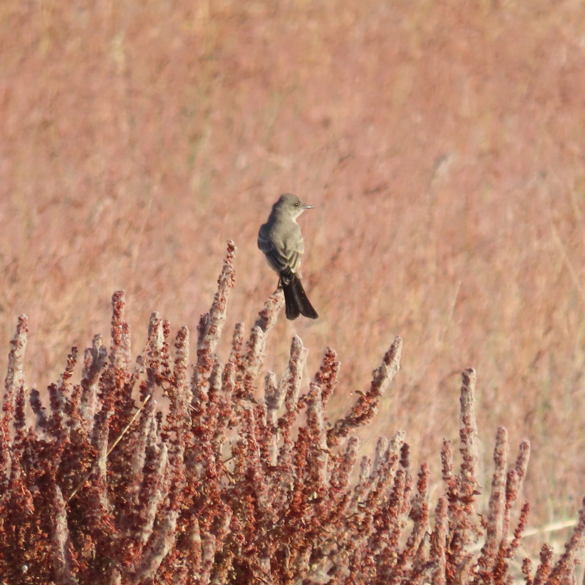 Say's Phoebe - ML659330823