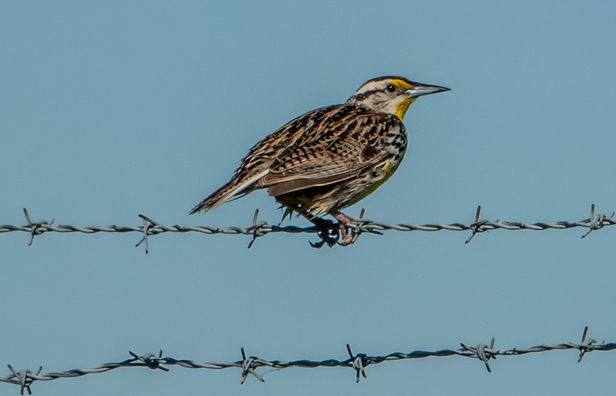 Eastern Meadowlark (Eastern) - ML659331008
