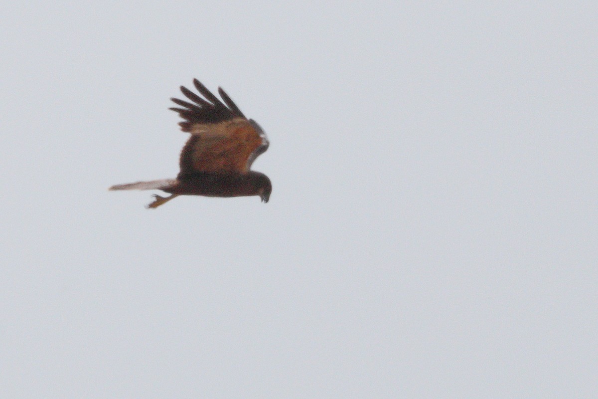 Falco di palude - ML659331239