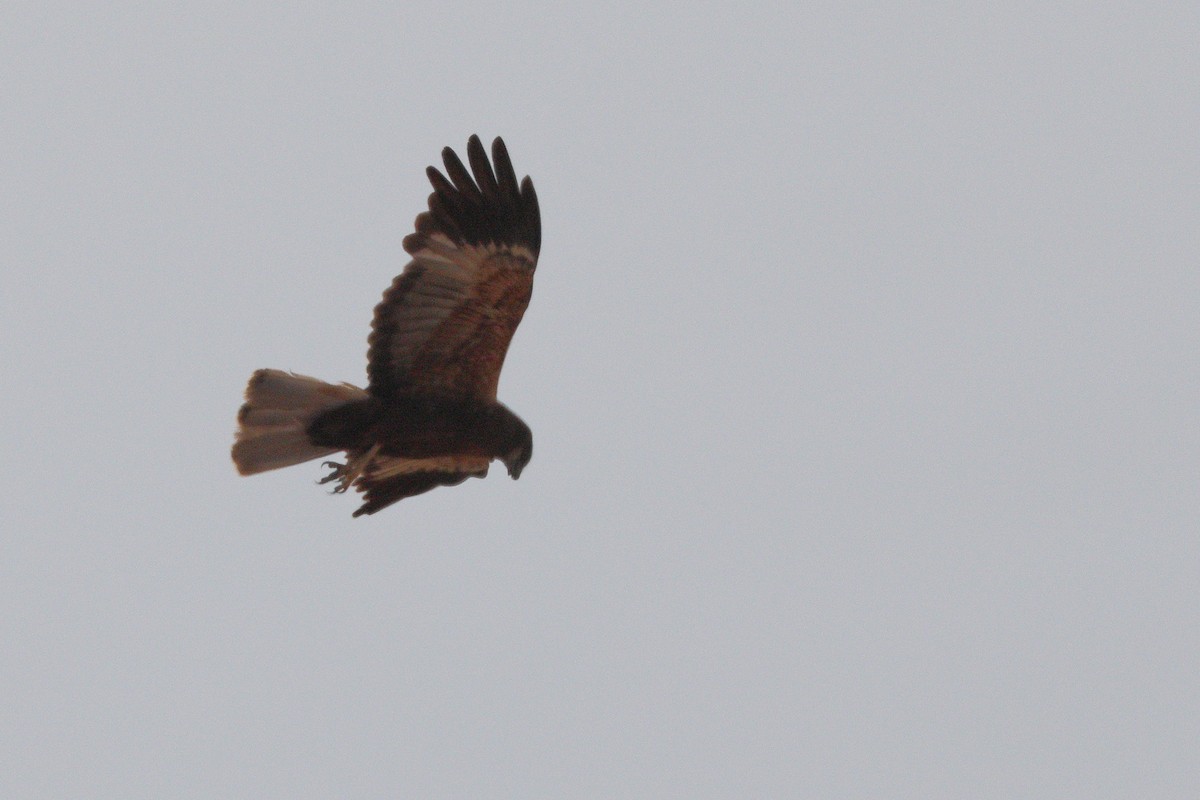 Falco di palude - ML659331240