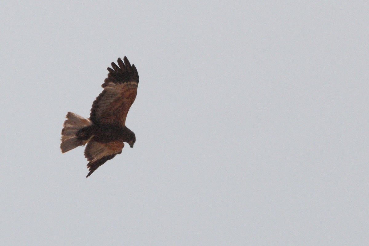 Falco di palude - ML659331241