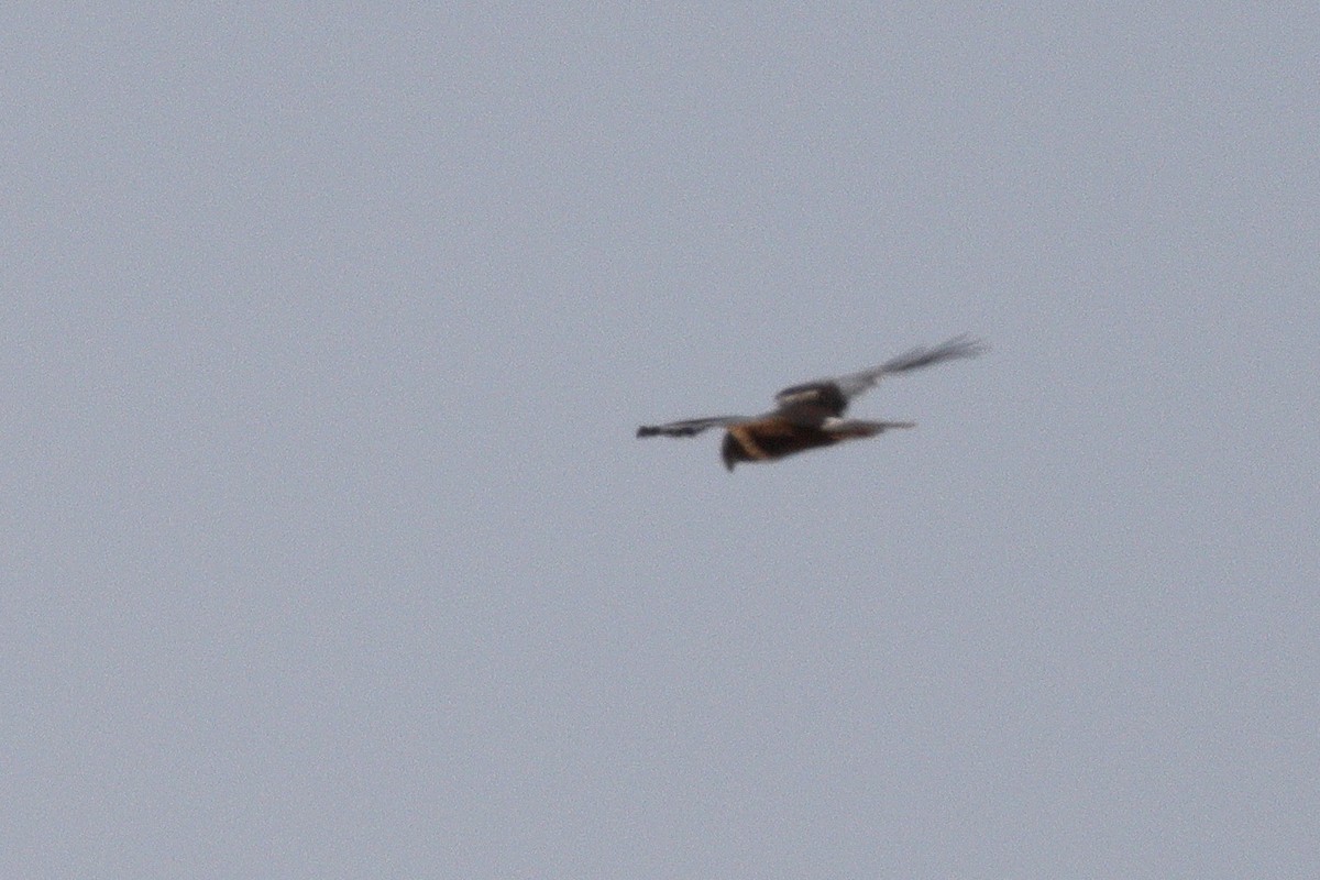 Falco di palude - ML659331297