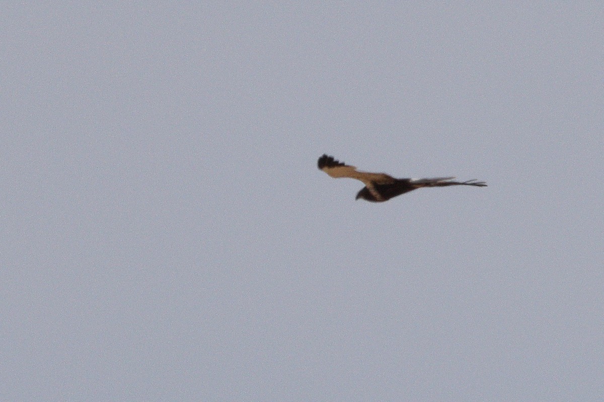 Falco di palude - ML659331298