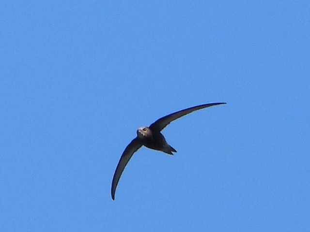 Common Swift - ML659331410