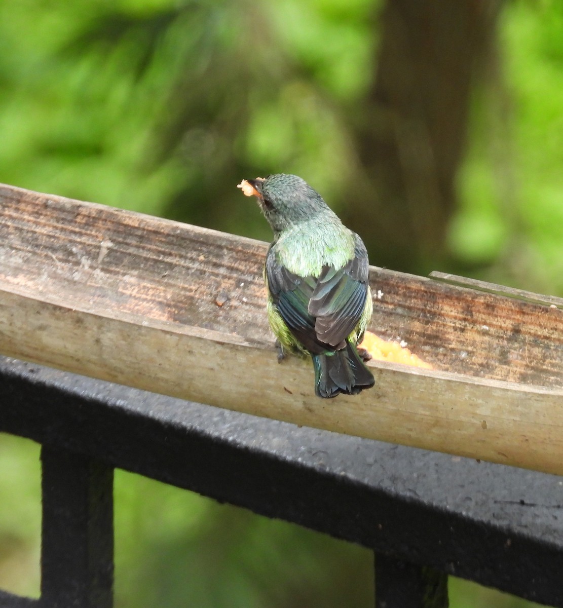 Black-headed Tanager - ML659331413