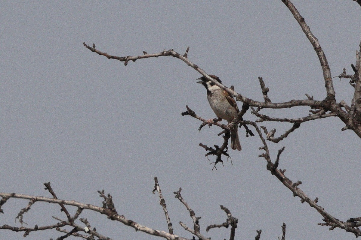 Passera mattugia - ML659331441