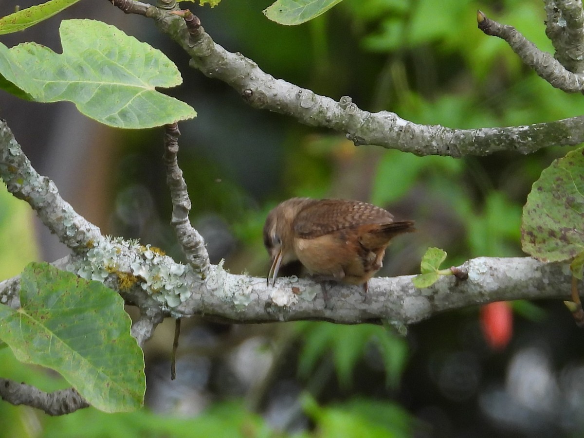 Southern House Wren - ML659331466