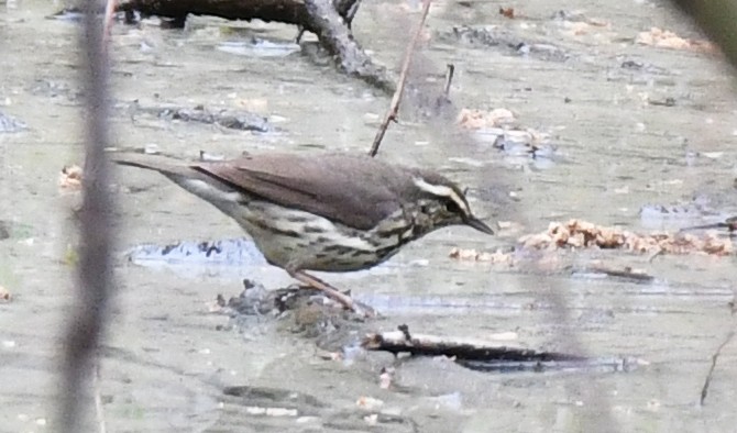 Louisiana Waterthrush - ML659331476