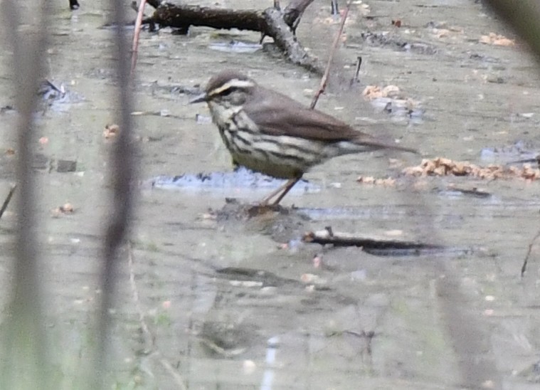 Louisiana Waterthrush - ML659331477
