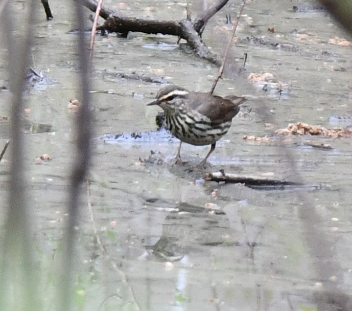 Louisiana Waterthrush - ML659331478