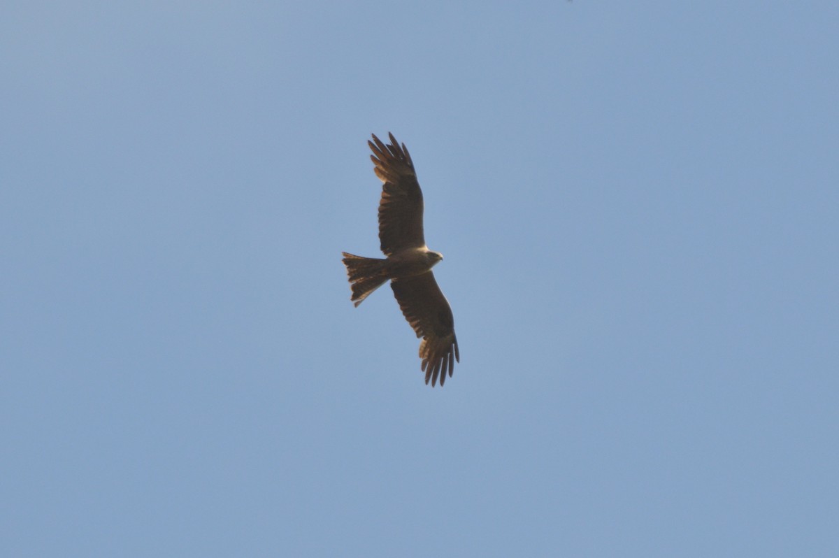 Black Kite - ML659332242