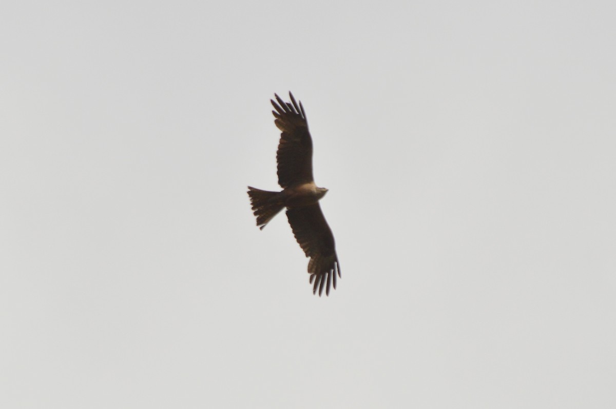 Black Kite - ML659332272