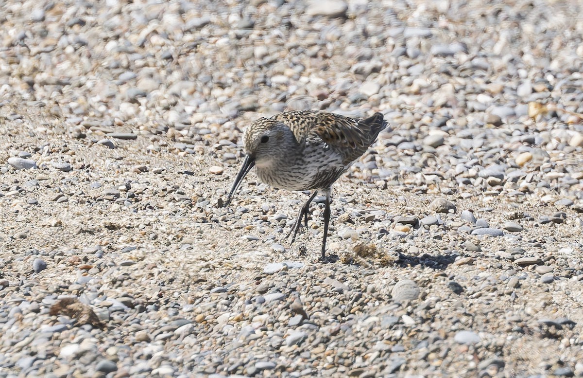Dunlin - ML659332286